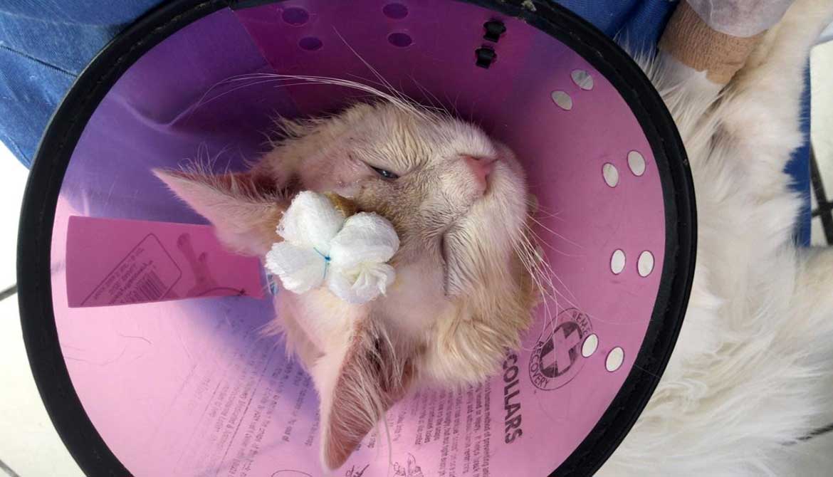 DAISY A DUMPED CAT RESCUED WITH ALL KIND OF WOUNDS