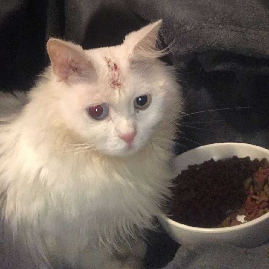 DAISY A DUMPED CAT RESCUED WITH ALL KIND OF WOUNDS