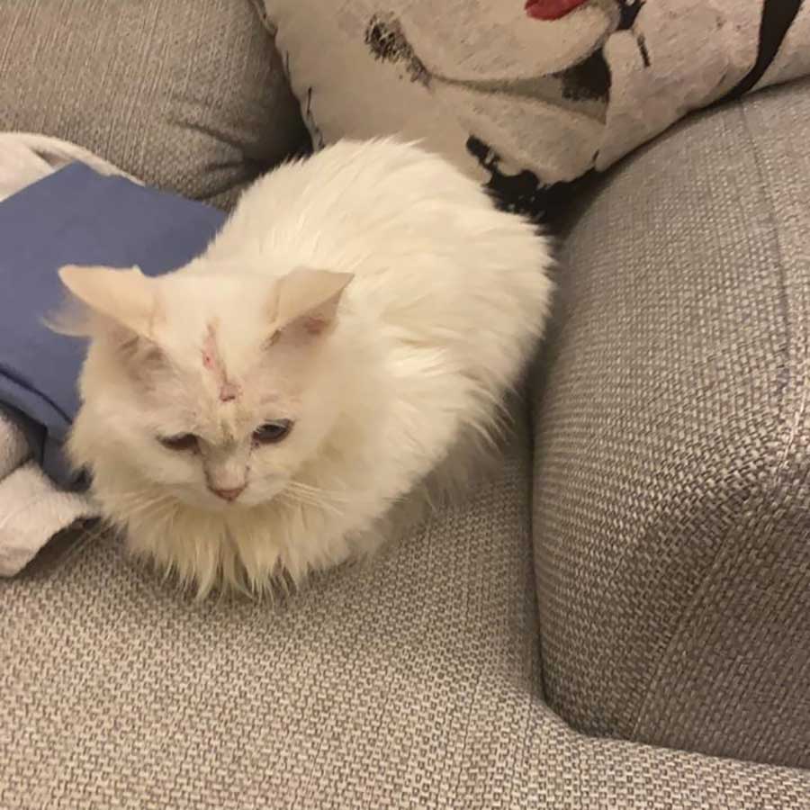 DAISY A DUMPED CAT RESCUED WITH ALL KIND OF WOUNDS