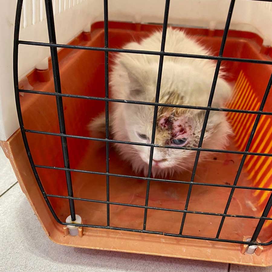DAISY A DUMPED CAT RESCUED WITH ALL KIND OF WOUNDS