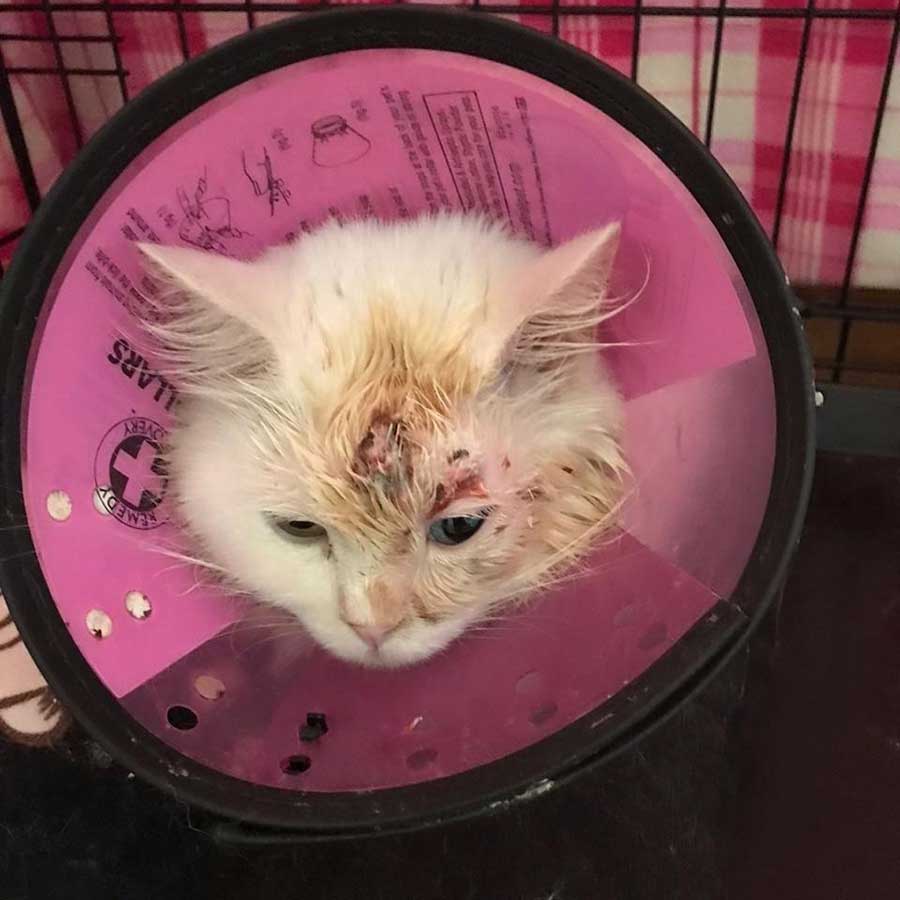 DAISY A DUMPED CAT RESCUED WITH ALL KIND OF WOUNDS