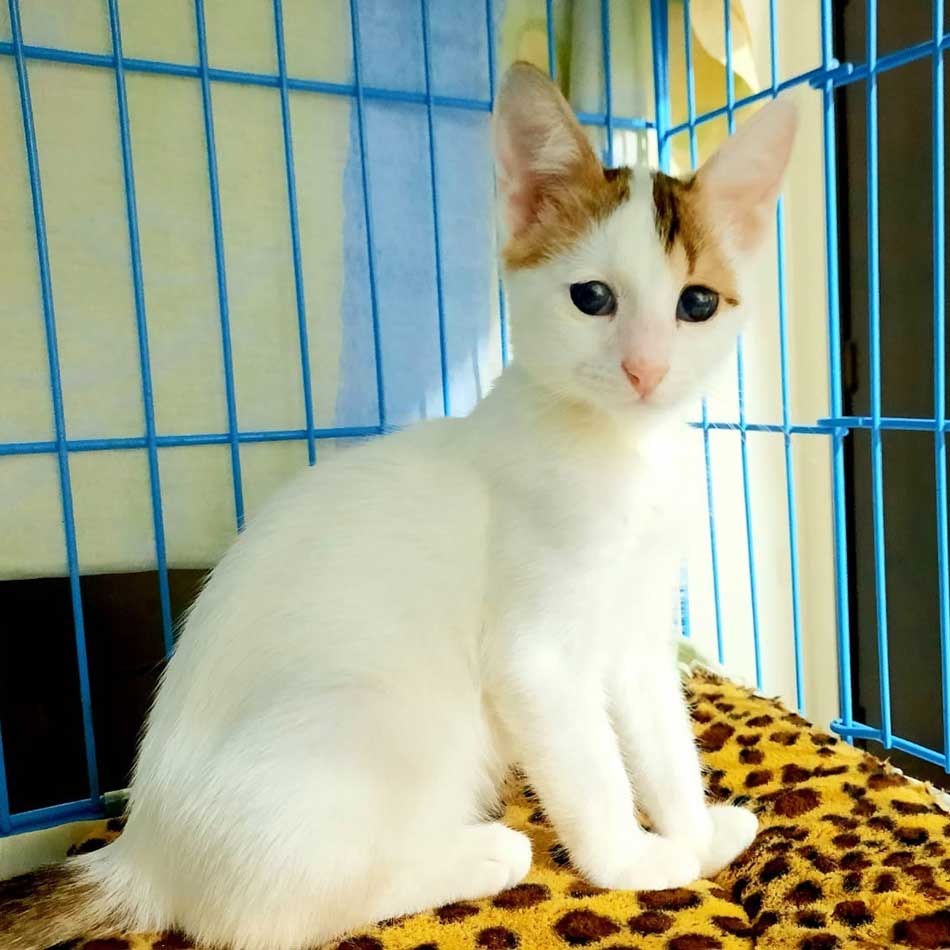 HELGA OUR OFFICIAL FIRST RESCUE TO PARIS!