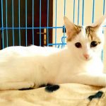 HELGA OUR OFFICIAL FIRST RESCUE TO PARIS!