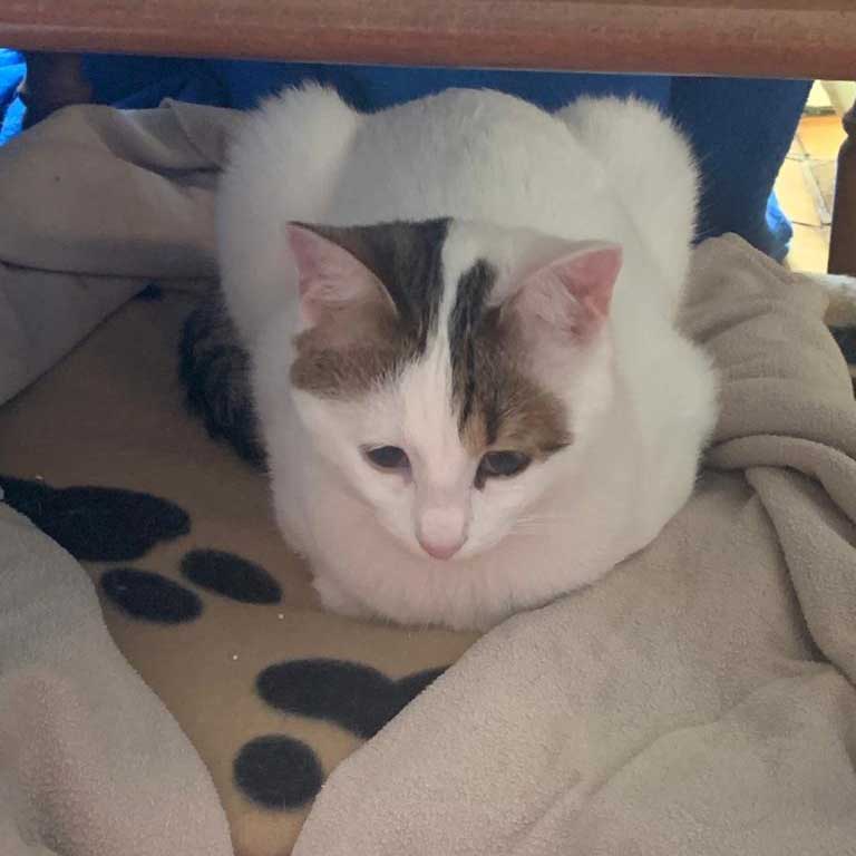 HELGA OUR OFFICIAL FIRST RESCUE TO PARIS!