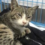 ANTAR THE STRAY CAT WITH BRONCHITIS