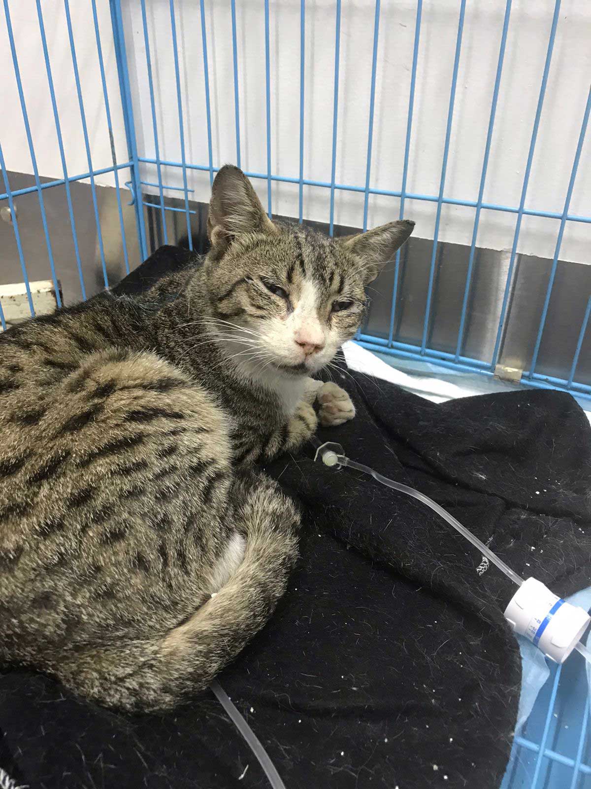 ANTAR THE STRAY CAT WITH BRONCHITIS