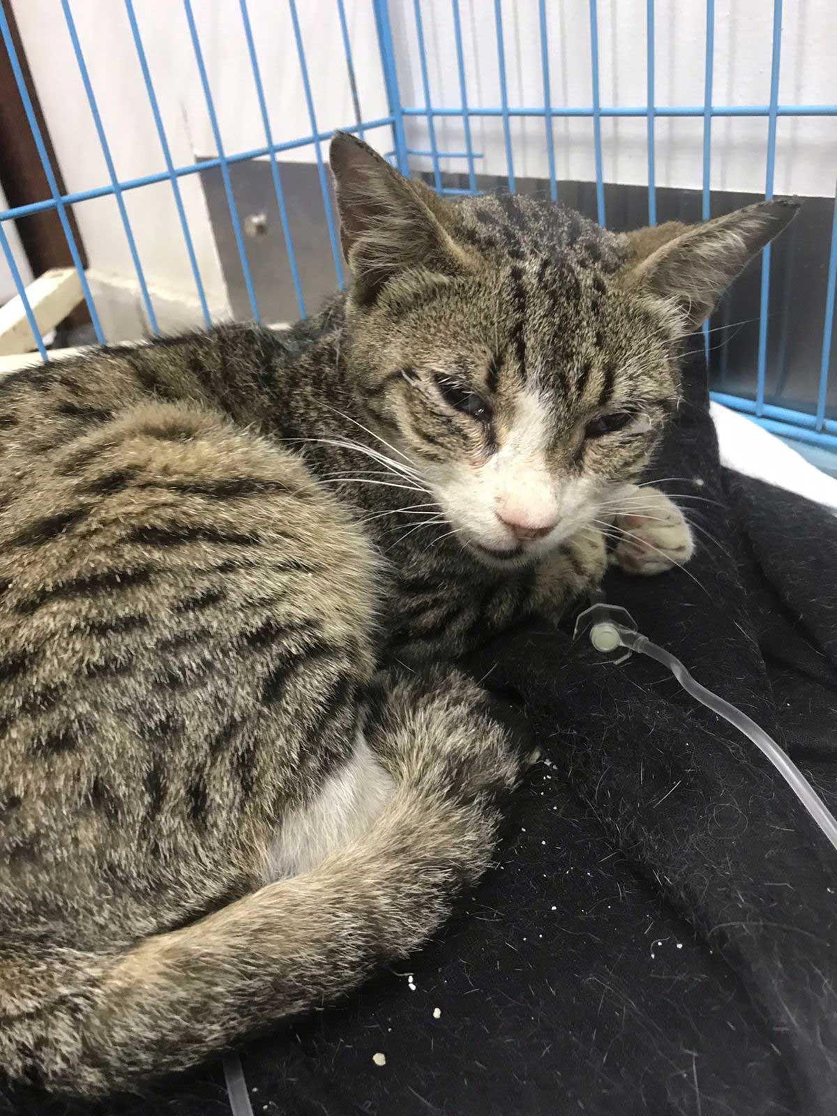 ANTAR THE STRAY CAT WITH BRONCHITIS