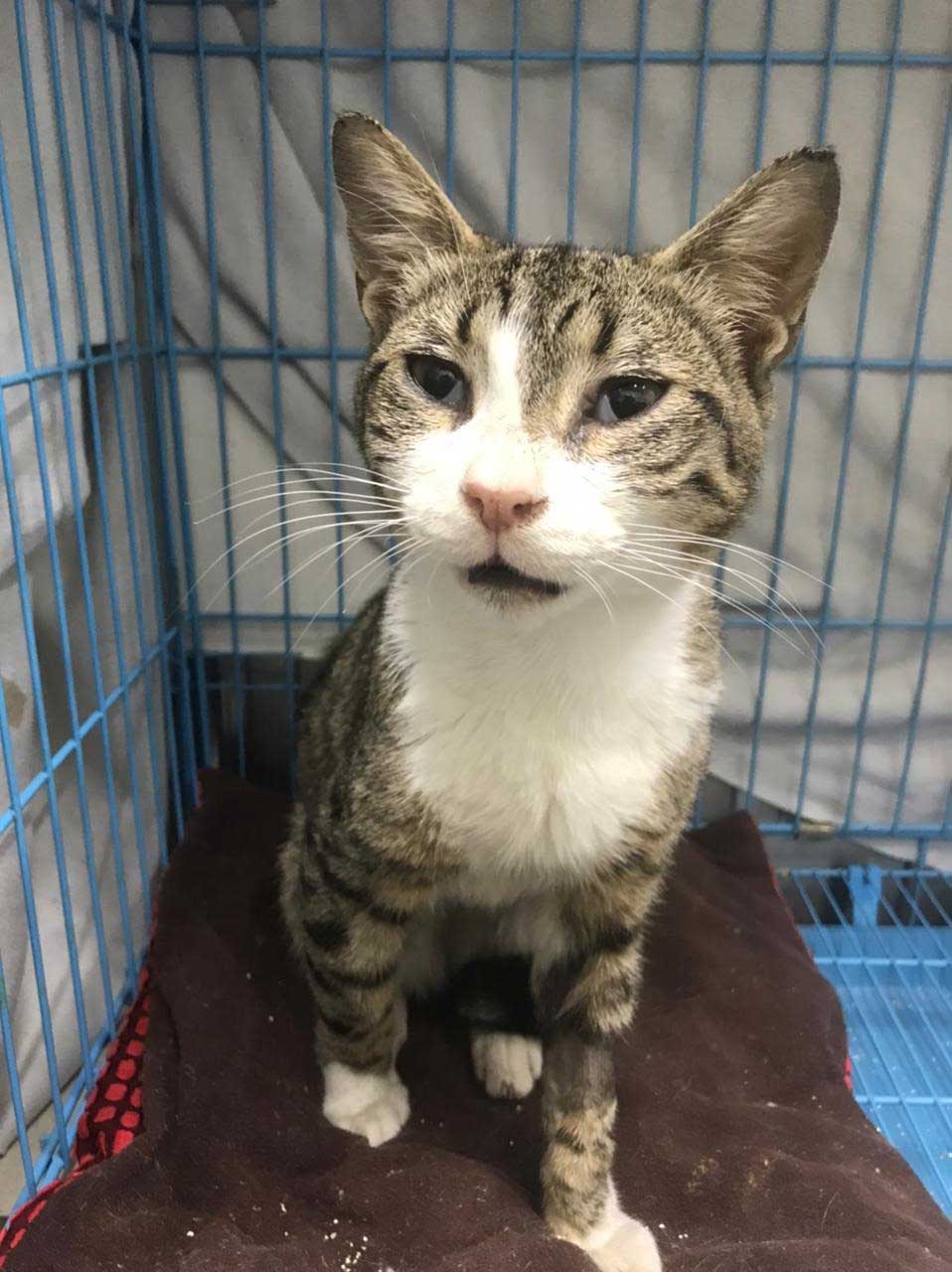 ANTAR THE STRAY CAT WITH BRONCHITIS