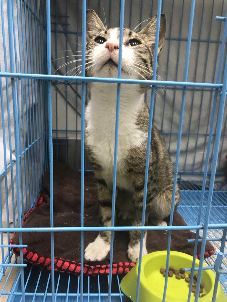 ANTAR THE STRAY CAT WITH BRONCHITIS