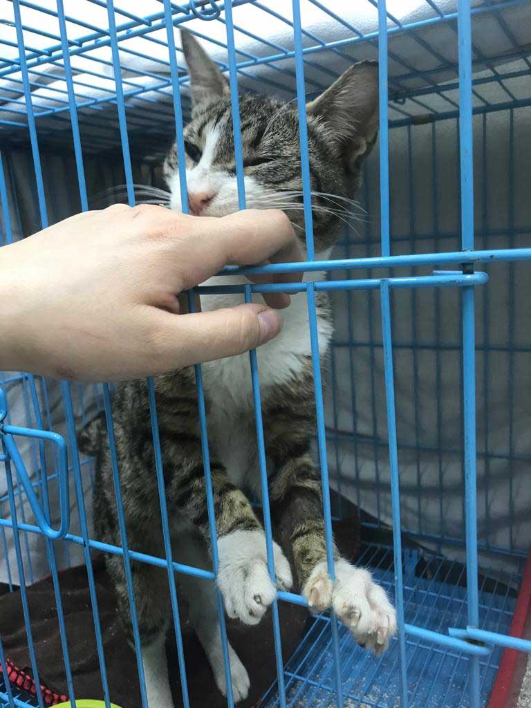 ANTAR THE STRAY CAT WITH BRONCHITIS
