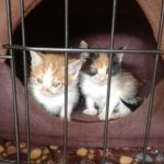 BETTY AND BOOP DUMPED IN A BOX