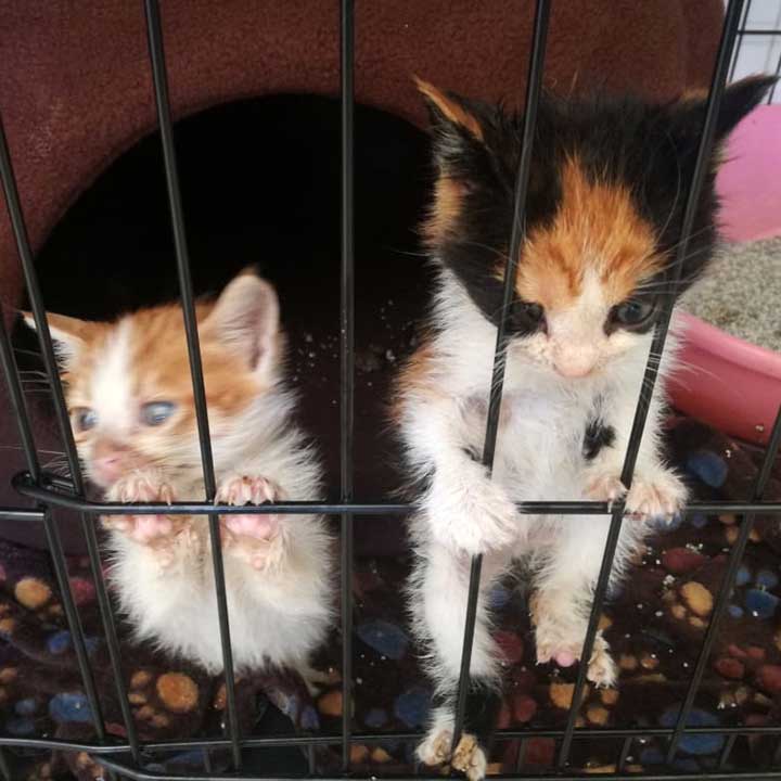 BETTY AND BOOP DUMPED IN A BOX
