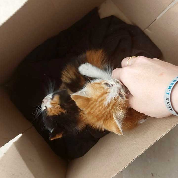 BETTY AND BOOP DUMPED IN A BOX