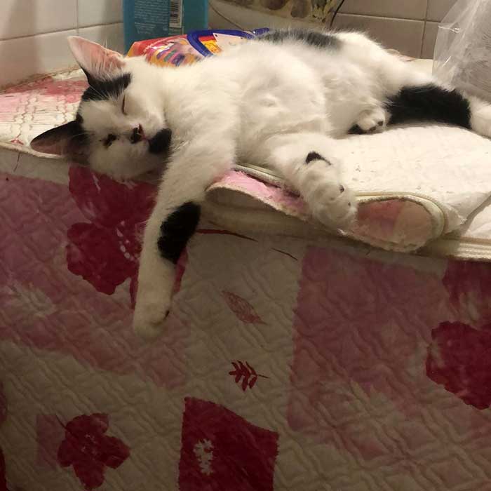 SNOW THE LITTLE KITTEN FOUND SCREAMING