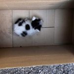 SNOW THE LITTLE KITTEN FOUND SCREAMING