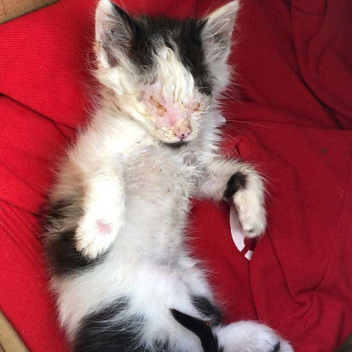 SNOW THE LITTLE KITTEN FOUND SCREAMING
