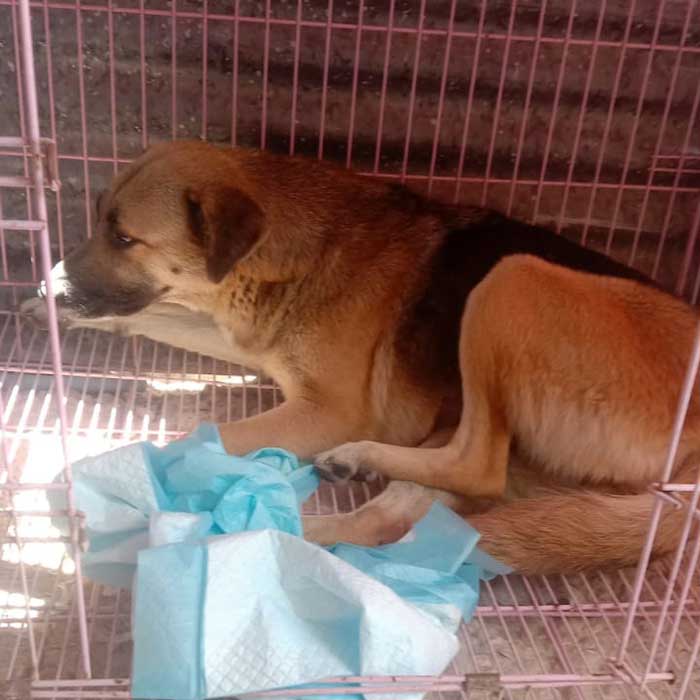 BROWNIE: TNR