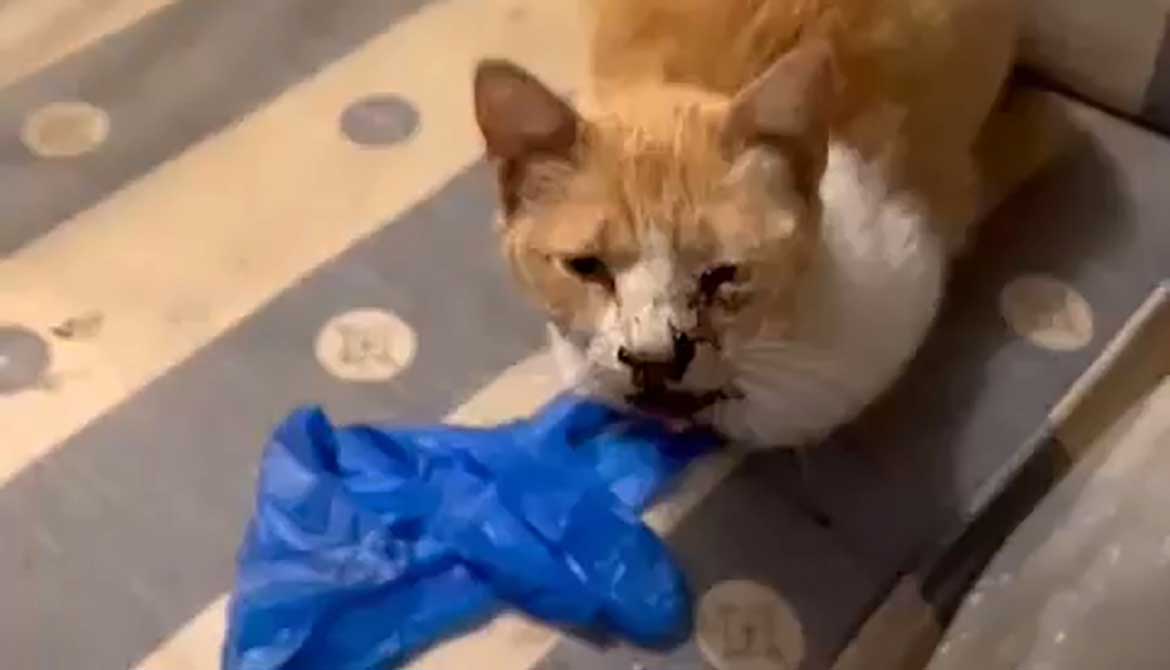 CHAFIKA RESCUED IN A HORRIBLE CONDITION