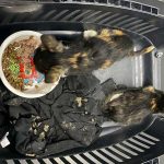 2 KITTENS BROUGHT BACK TO LIFE