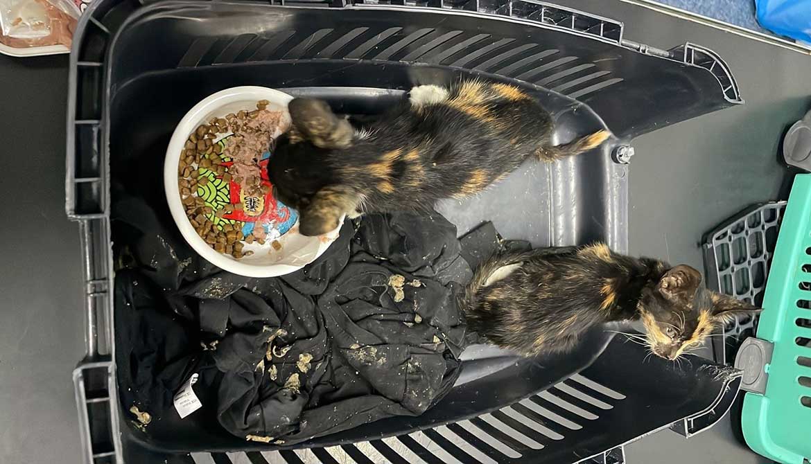2 KITTENS BROUGHT BACK TO LIFE