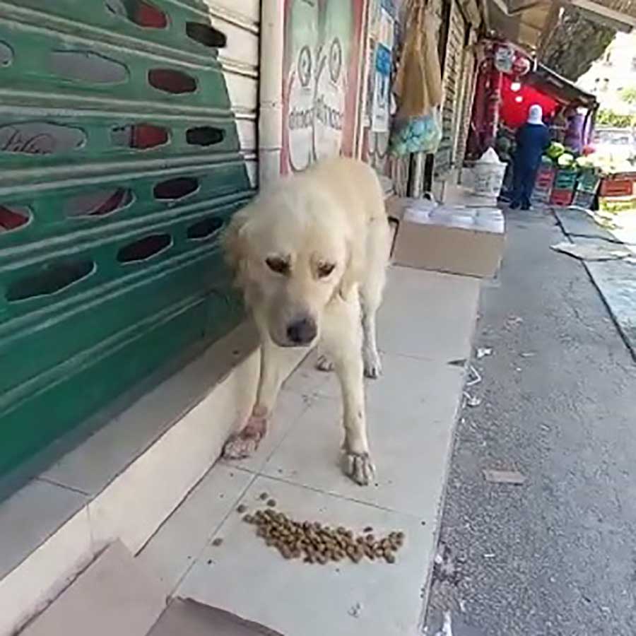 BEN: AN INJURED DUMPED DOG
