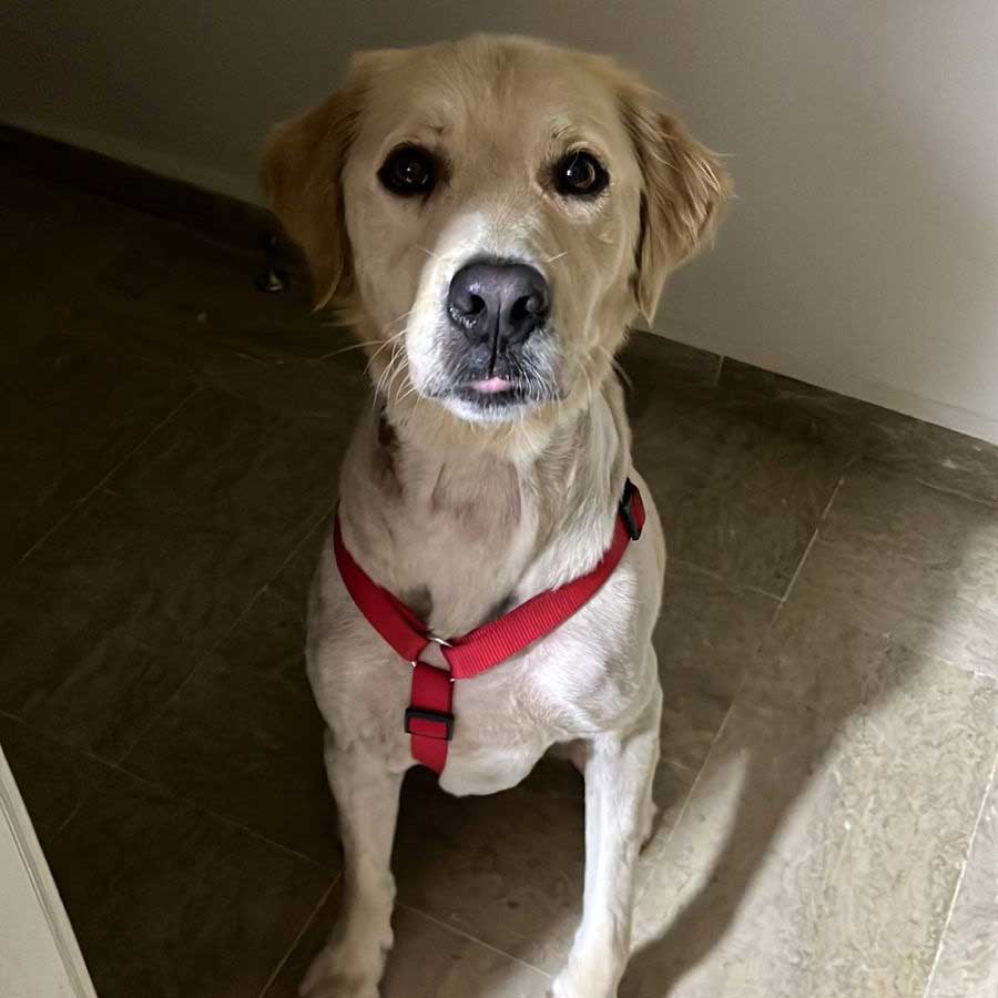 BEN: AN INJURED DUMPED DOG
