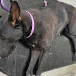 BLACKY: TNR