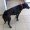 BLACKY: TNR