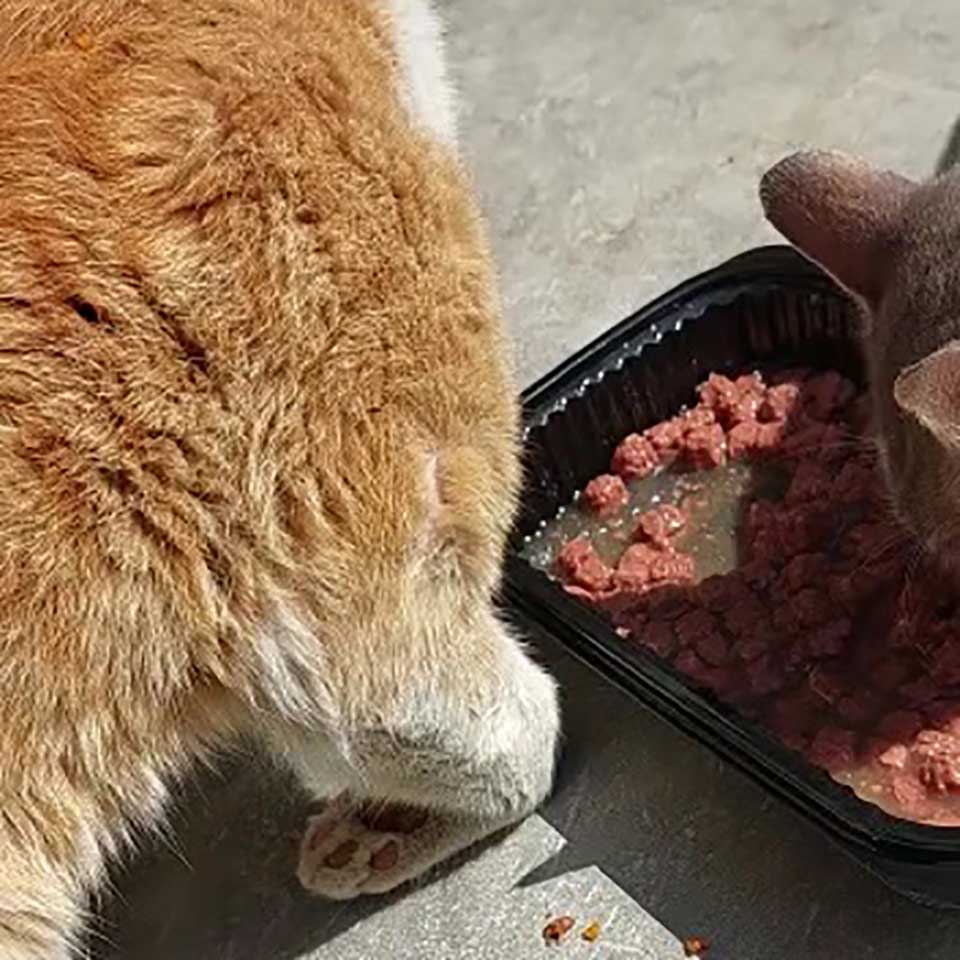 CHAKKOUR: THE SHOT CAT