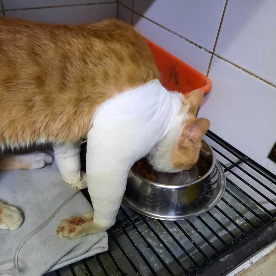 CHAKKOUR: THE SHOT CAT