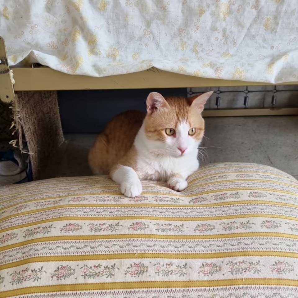 CHAKKOUR: THE SHOT CAT