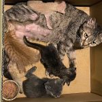 AMY AND BABY KITTENS