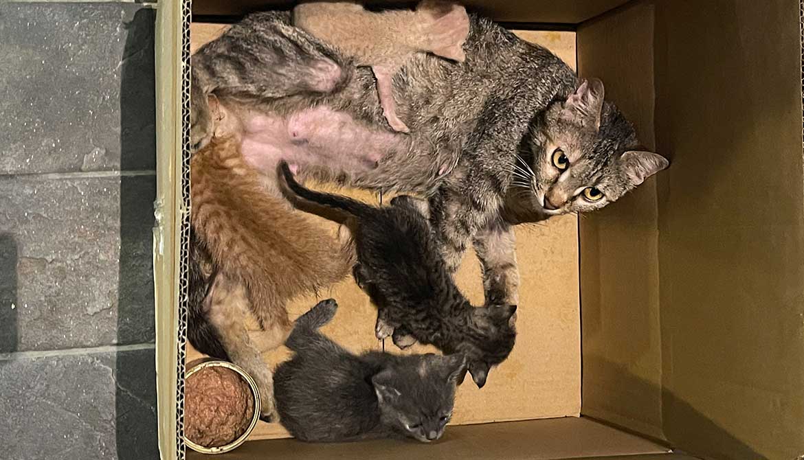 AMY AND BABY KITTENS