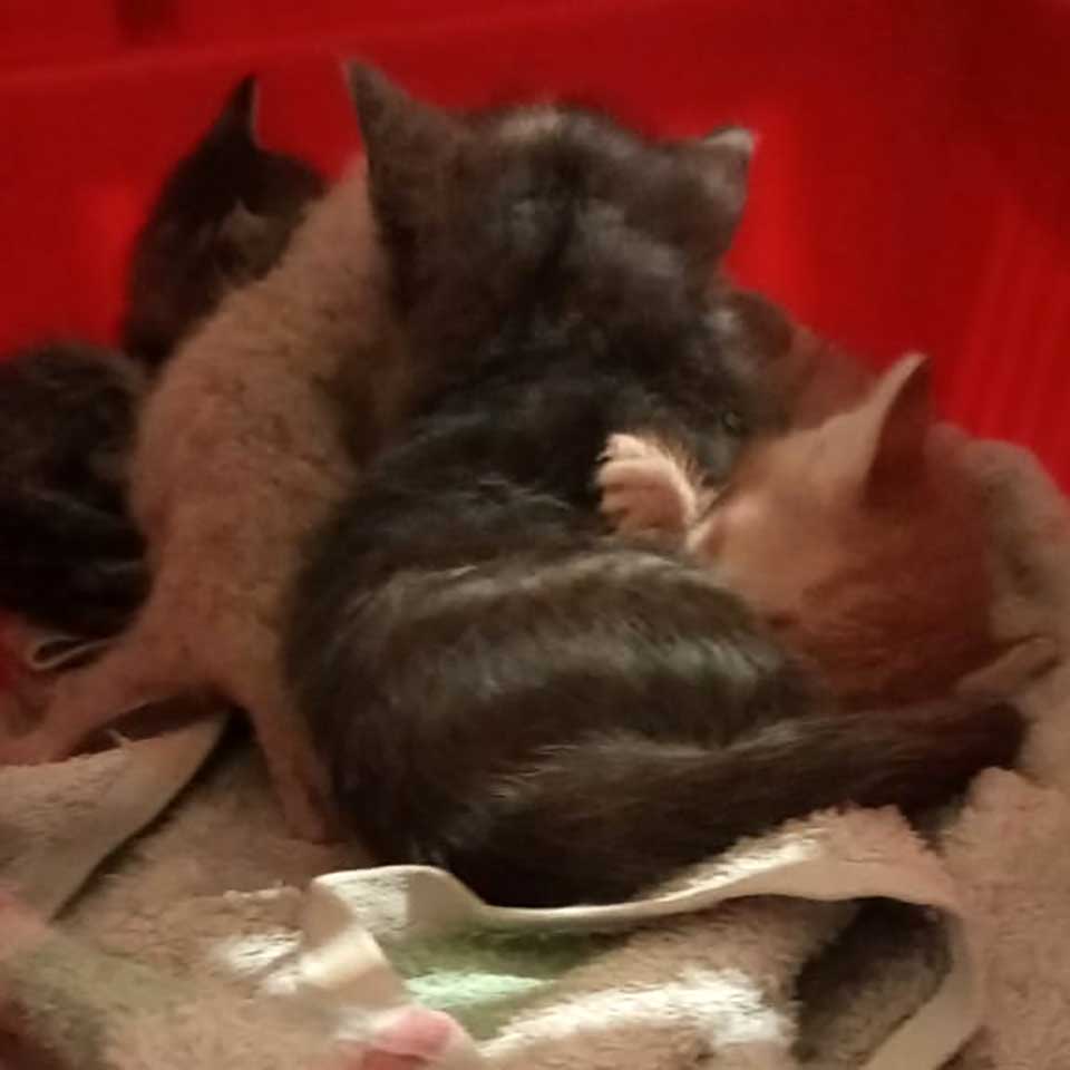 AMY AND BABY KITTENS