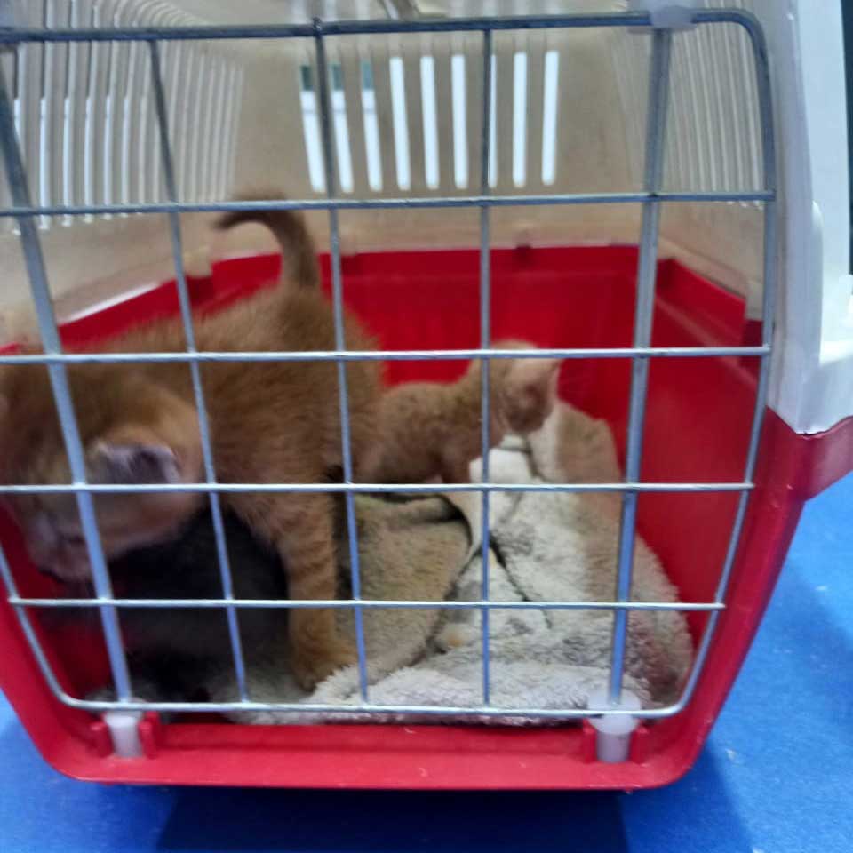 AMY AND BABY KITTENS