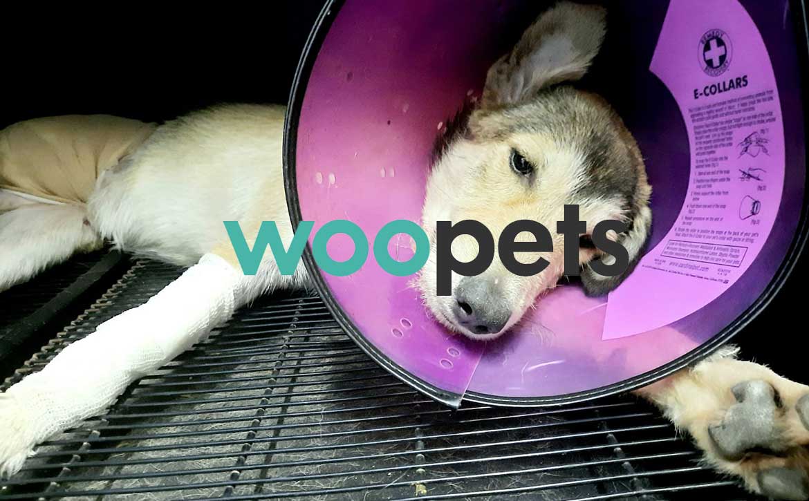 OSCAR IN THE NEWS OF WOOPETS