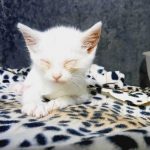 SNOWFLAKE: THE KITTEN WITH LITTLE CHANCES?