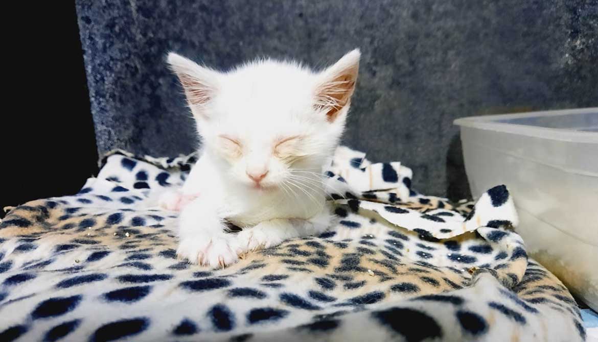 SNOWFLAKE: THE KITTEN WITH LITTLE CHANCES?