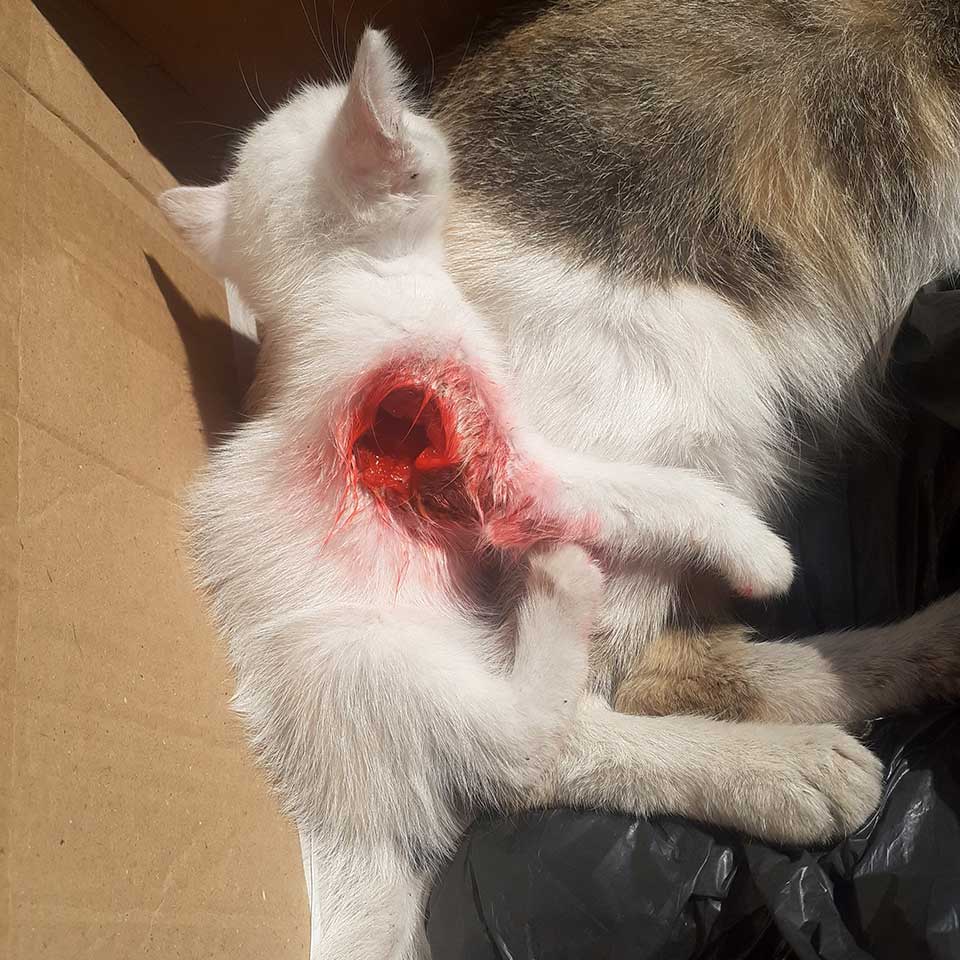 SNOWFLAKE: THE KITTEN WITH LITTLE CHANCES?