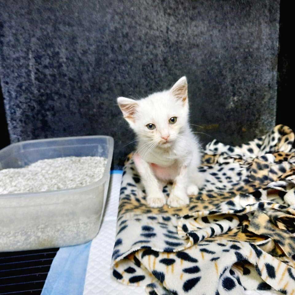 SNOWFLAKE: THE KITTEN WITH LITTLE CHANCES?