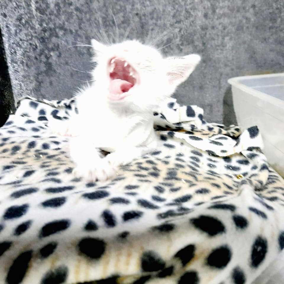 SNOWFLAKE: THE KITTEN WITH LITTLE CHANCES?