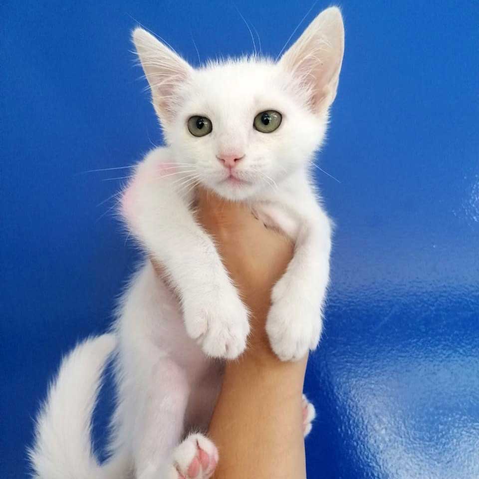 SNOWFLAKE: THE KITTEN WITH LITTLE CHANCES?