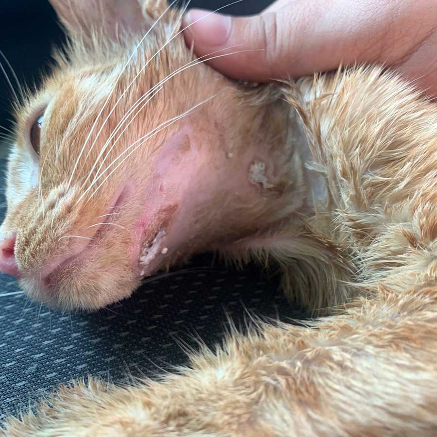 CLUBBY THE KITTEN RESCUED WITH AN INFECTED NECK