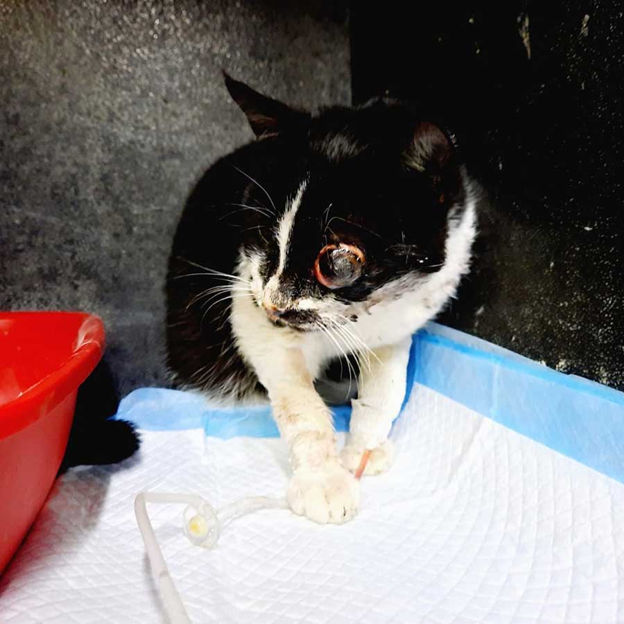 OREO FROM EUTHANASIA TO PARIS
