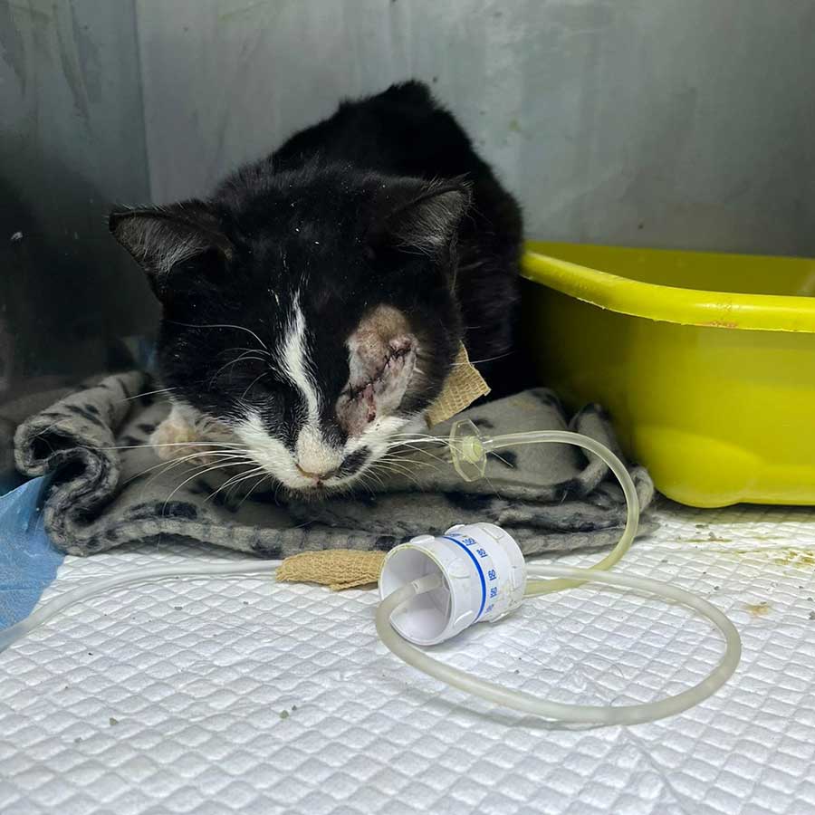 OREO FROM EUTHANASIA TO PARIS