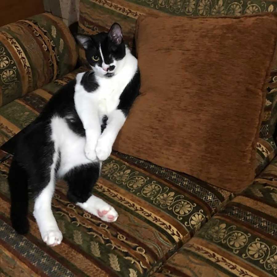 OREO FROM EUTHANASIA TO PARIS