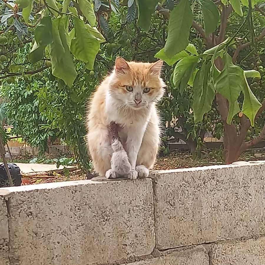 TROY THE 3-LEGGED CAT TO PARIS
