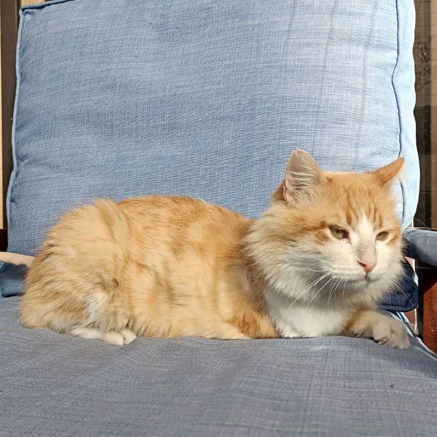 TROY THE 3-LEGGED CAT TO PARIS