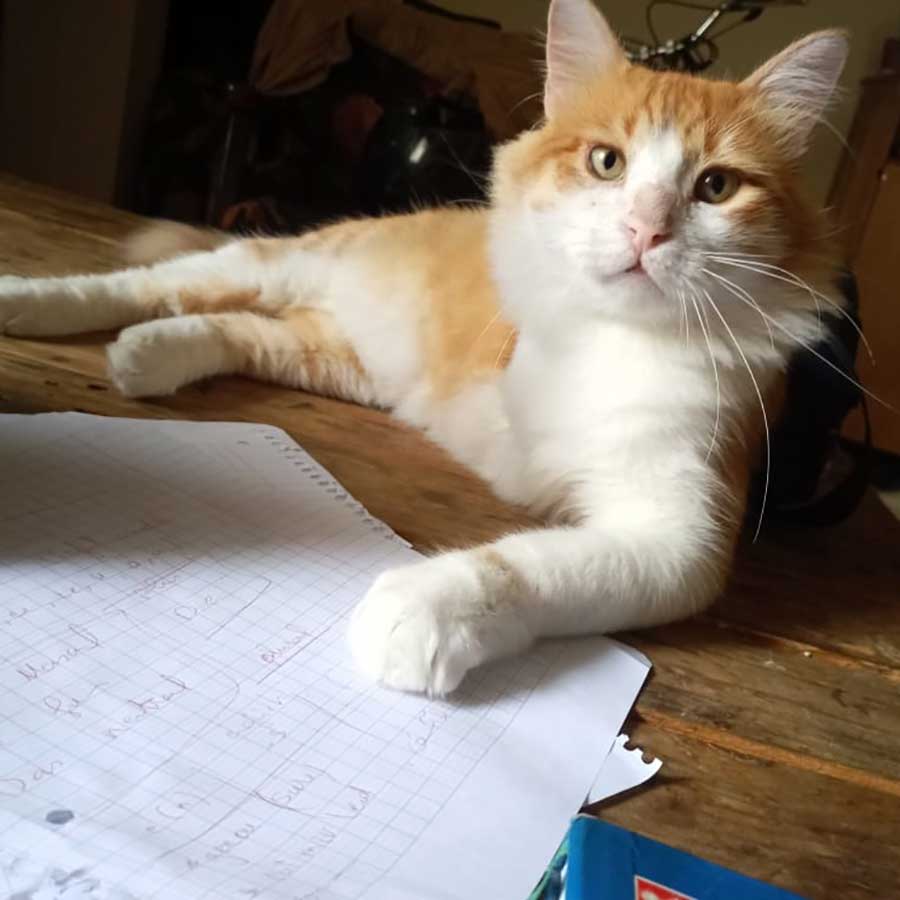 TROY THE 3-LEGGED CAT TO PARIS