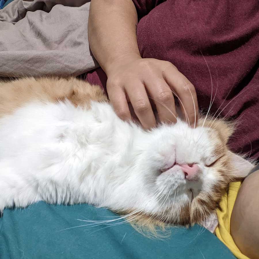 TROY THE 3-LEGGED CAT TO PARIS